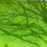 Clear Adhesive Vinyl - Light Green